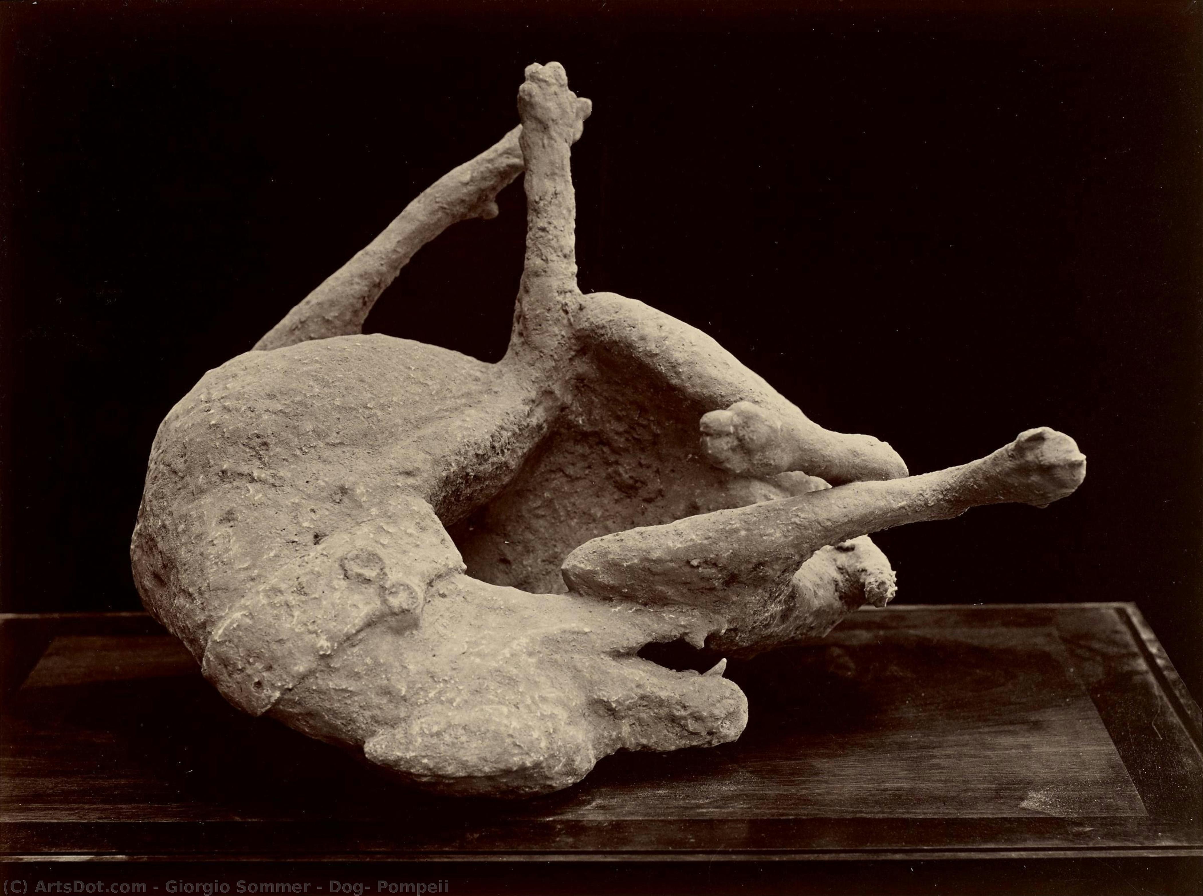 Dog, Pompeii — Giorgio Sommer