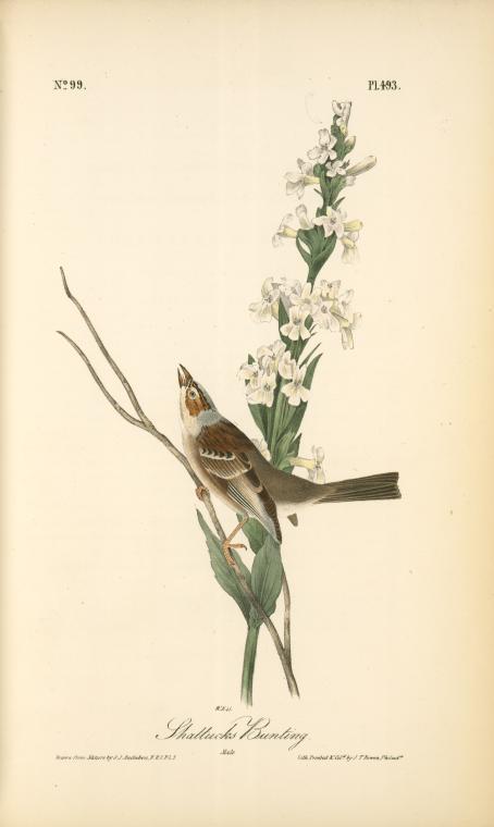 Shattuck's Bunting. Male — John James Audubon
