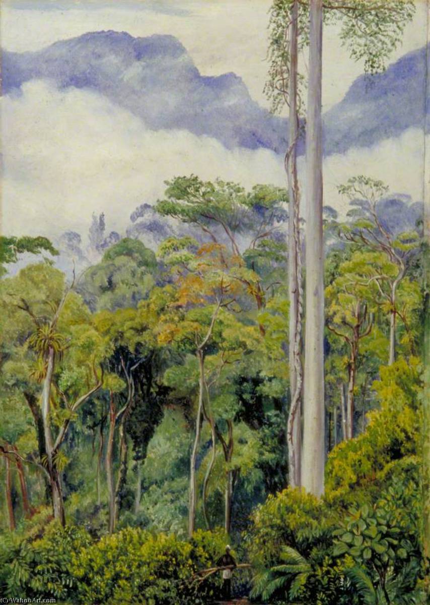 Straßenbau Im Tegora-wald, Sarawak, Borneo — Marianne North