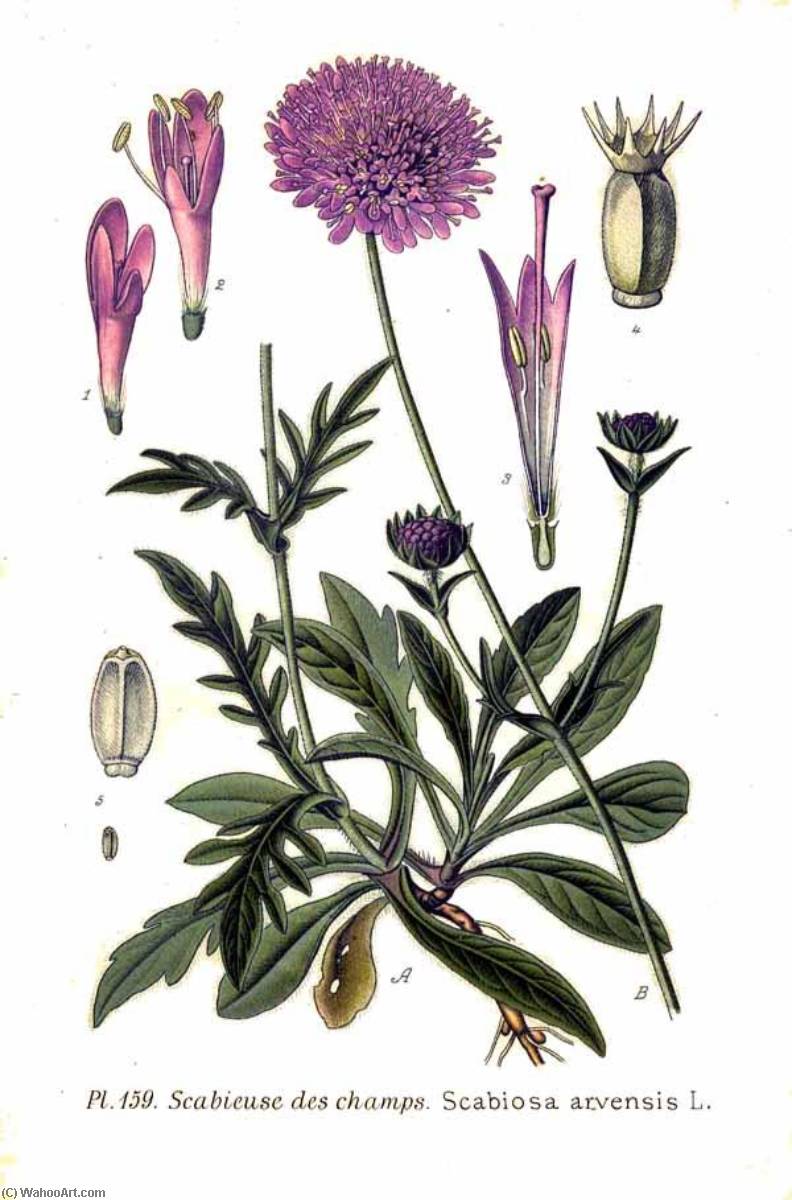 Untitled (aqtddz) — Amédée Masclef