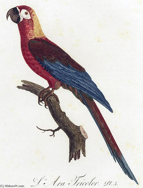 Cuban Red Macaw — ジャック・バラバン