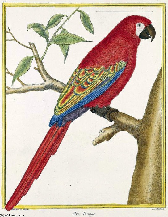 Lesser Antillean Macaw — Francois Nicolas Martinet