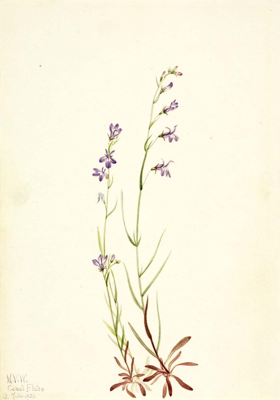 Brook Lobelia (lobelia Kalmii) — Mary Vaux Walcott