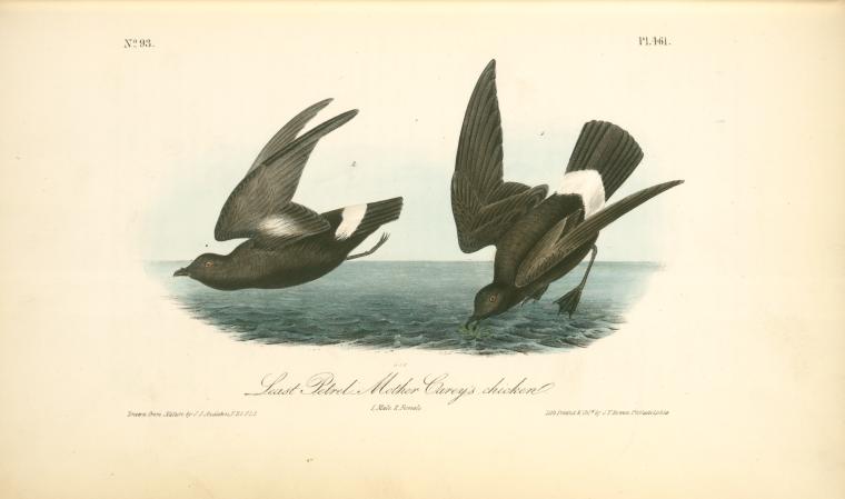 Least Petrel. -mother Carey's Chicken. 1. Male.2. Female — John James Audubon
