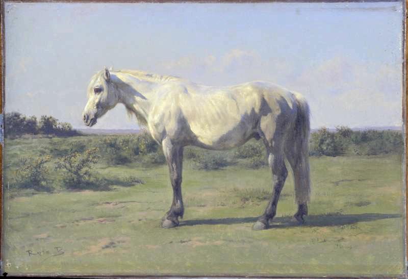 Cheval Blanc Dans Un Pré — Bonheur Marie Rosalie