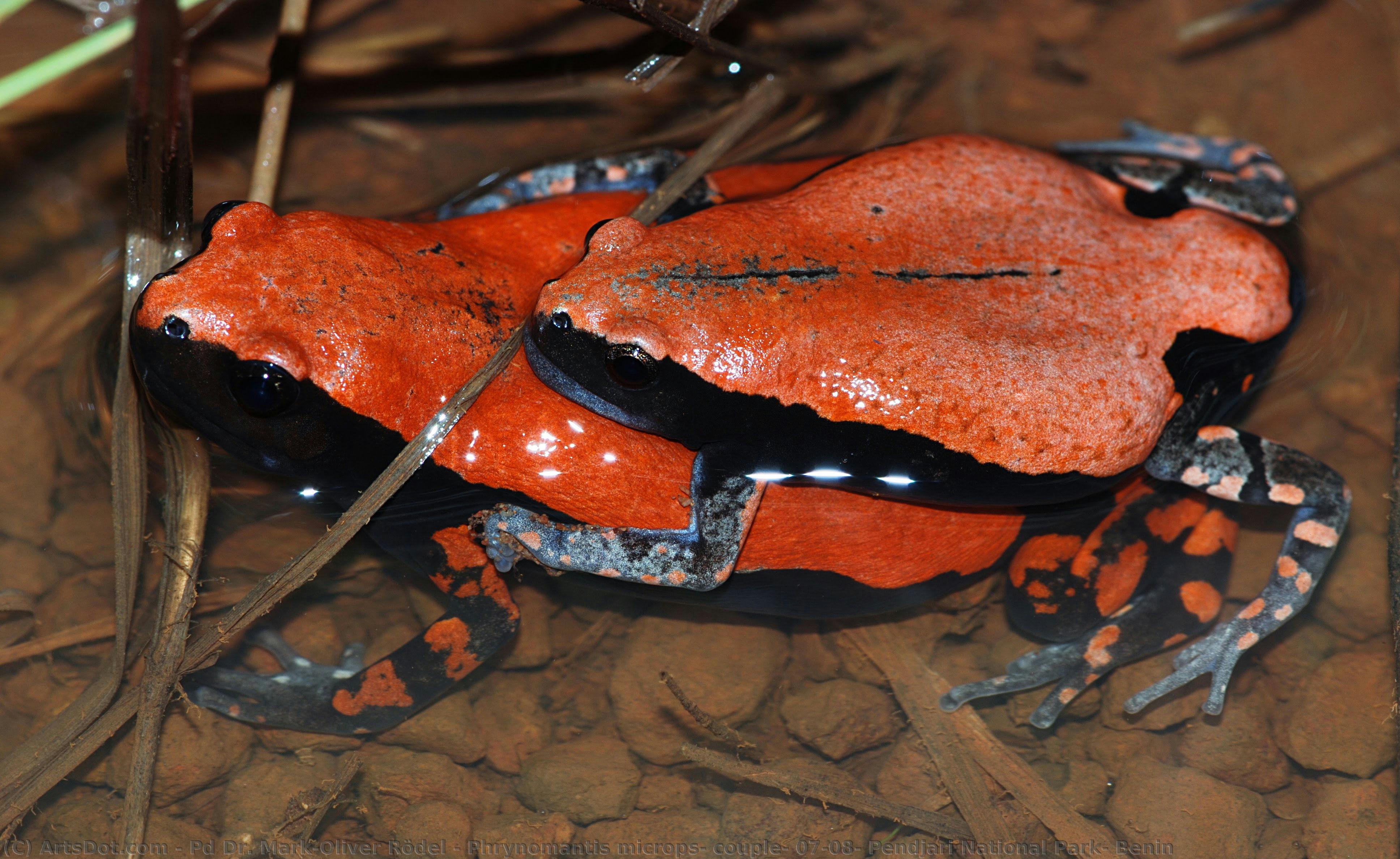Phrynomantis Microps, Couple, 07-08, Pendjari National Park, Benin — Pd Dr. Mark-oliver Rödel