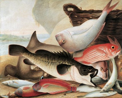 Fish Catch And Dawes Point, Sydney Harbour, C.1813 — John William Lewin