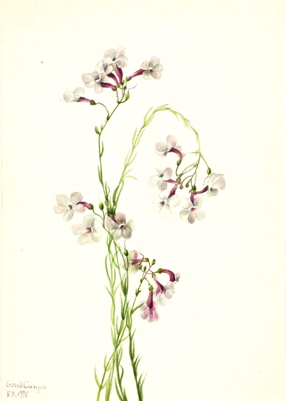 Pentstemon Ambiguus — Mary Vaux Walcott