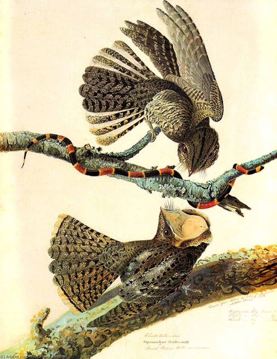 Chuck Wills Widow Natchez, Mississippi, May 7 — John James Audubon
