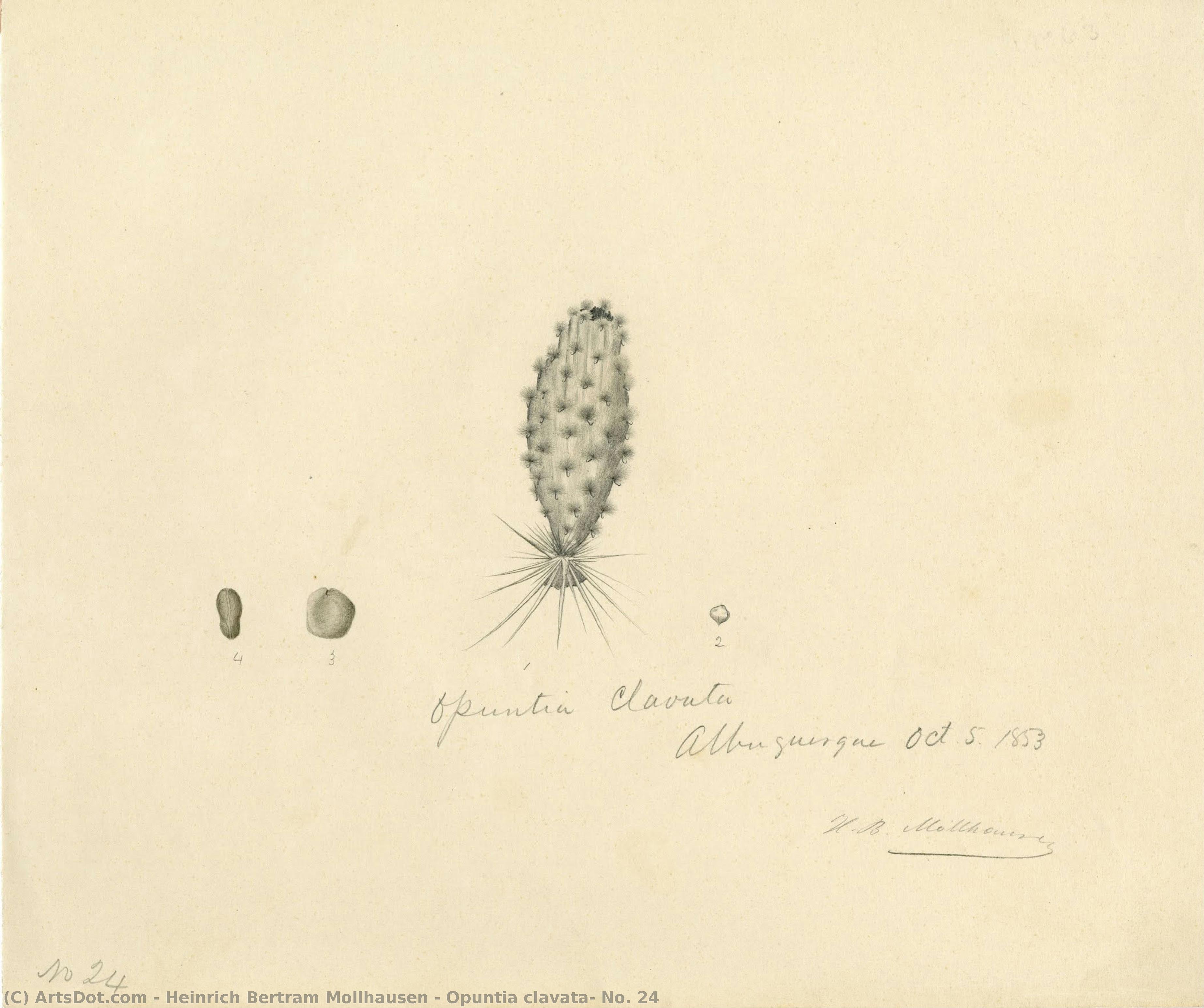 Opuntia Clavata, No. 24 — Heinrich Bertram Mollhausen