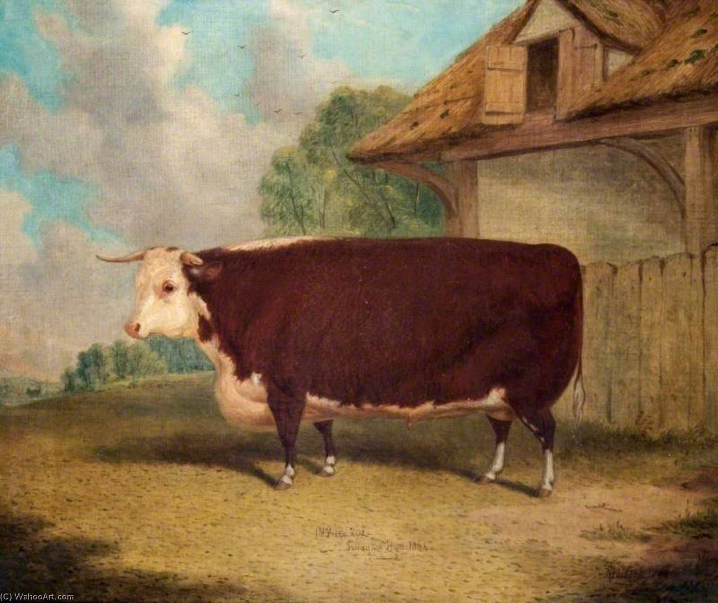 A Hereford Ox — Richard Whitford
