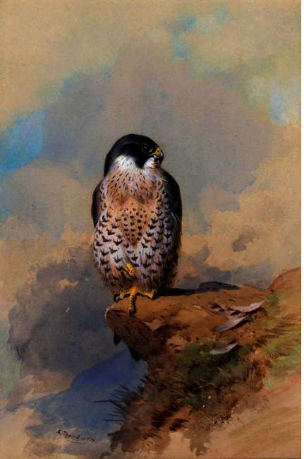 A Peregrine Falcon — Archibald Thorburn