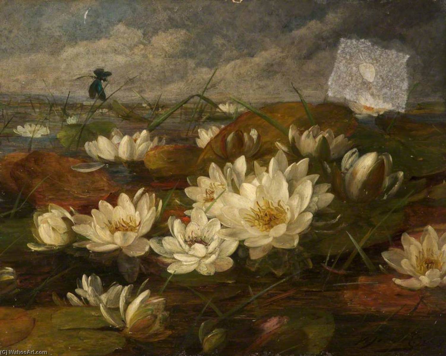 Water Lilies — William Jabez Muckley