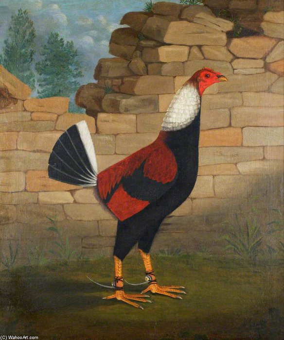 The Trimmed Cock — Francis Sartorius Ii (john Francis Sartorius)