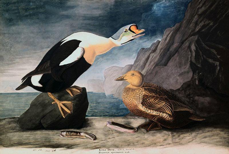 King Duck — John James Audubon