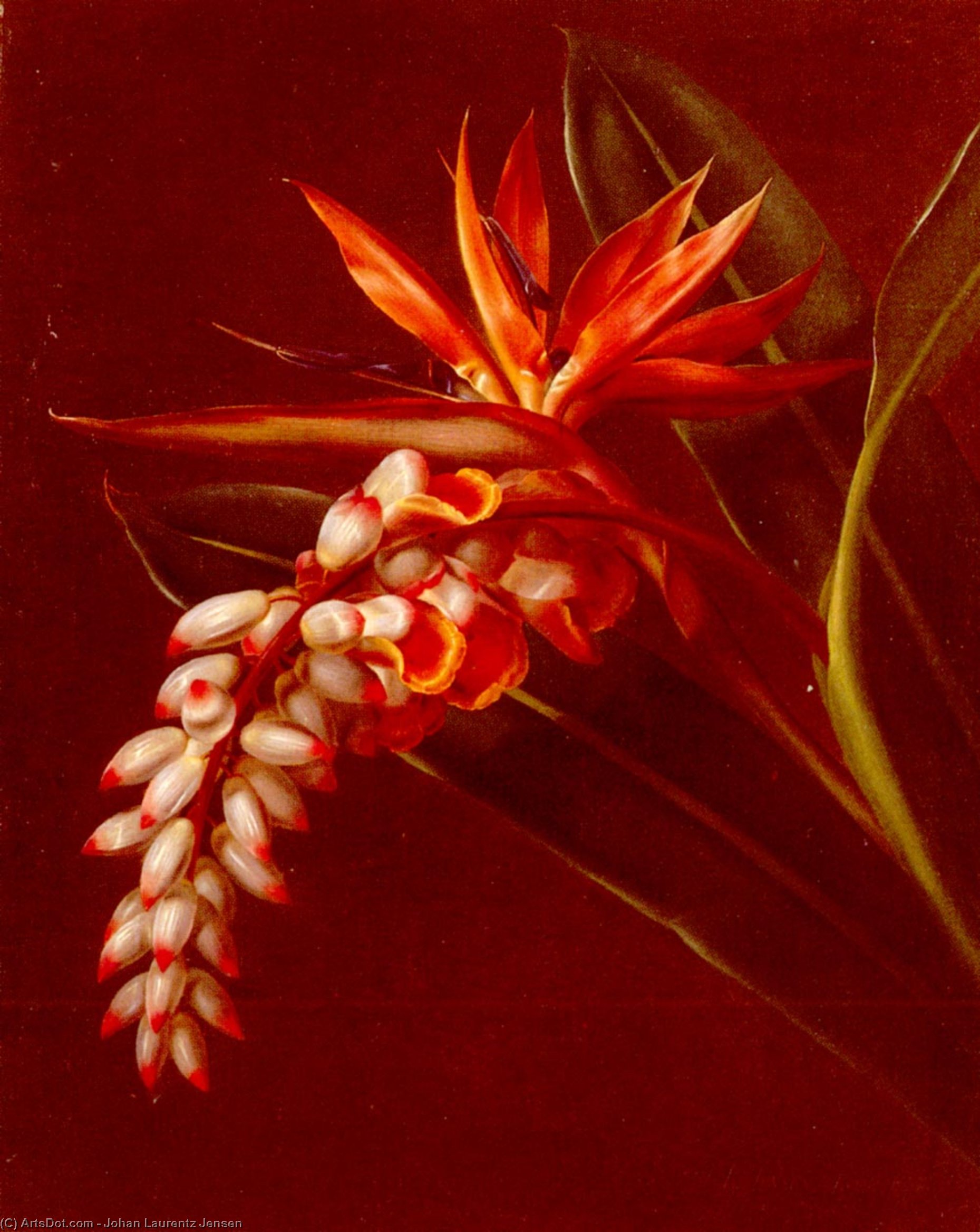 Bird Of Paradise — Johan Laurentz Jensen