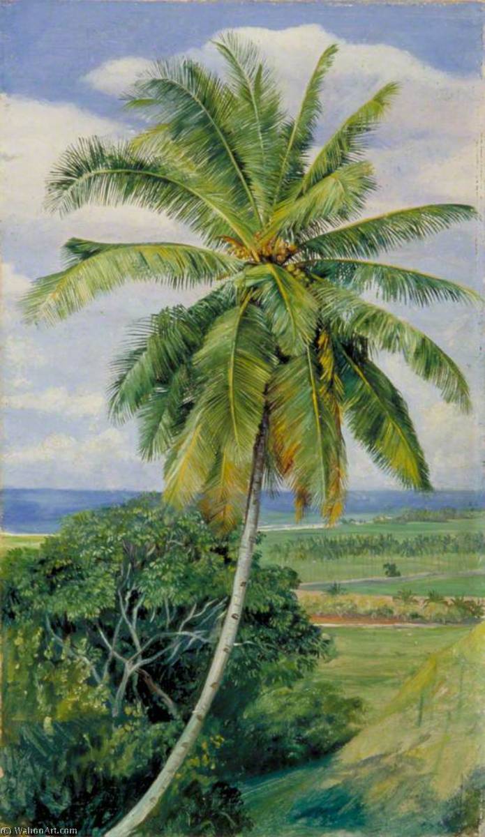 Estudio De La Palmera De Coco — Marianne North