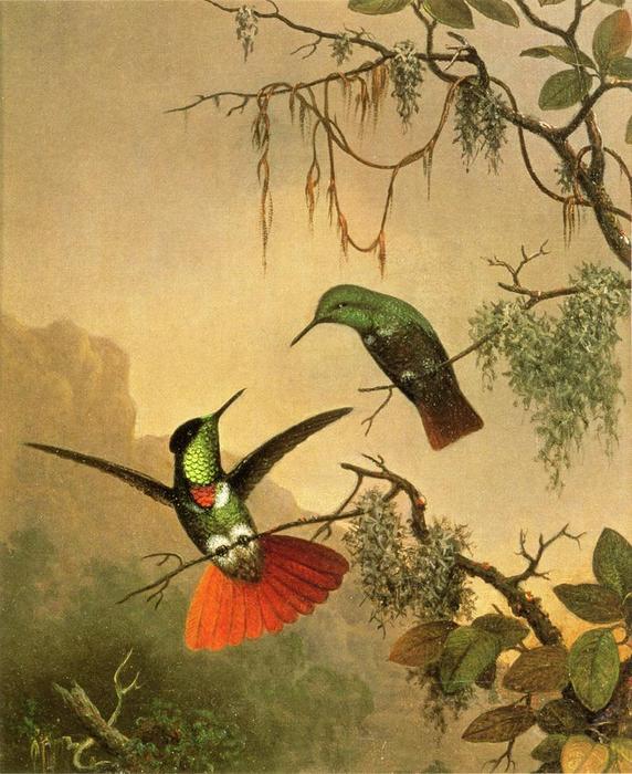 Two Hooded Visorbearer Hummingbirds — Мартин Джонсон Хед