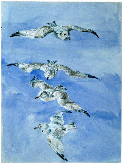 Study Of Seagulls — David Cox