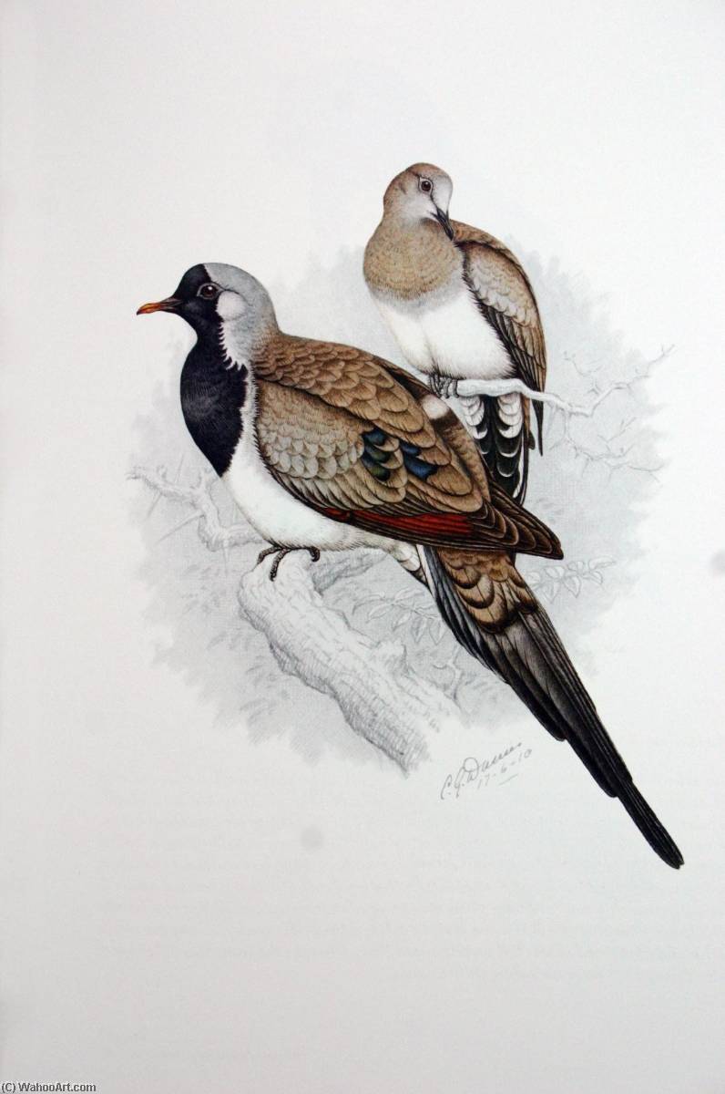 Untitled (aqzdwa) — Claude Gibney Finch-davies