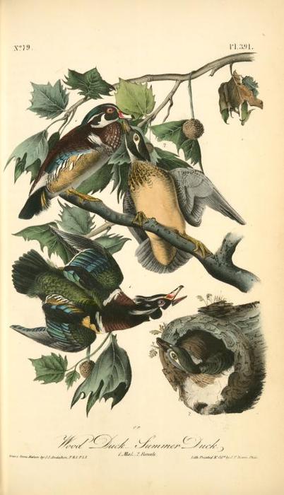 Wood Duck. Summer Duck. 1. Male. 2. Female — John James Audubon