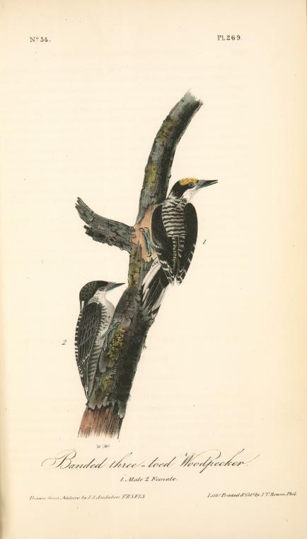 Banded Three-toed Woodpecker. 1. Males. 2. Female — John James Audubon