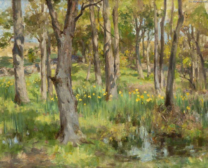 Daffodils In Torrs Wood — William Stewart Macgeorge