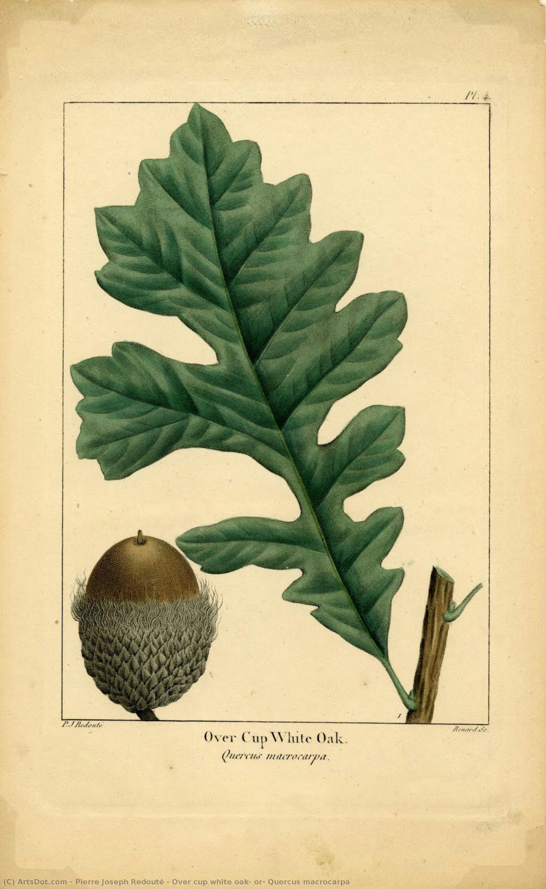 Over Cup White Oak, Or, Quercus Macrocarpa — Pierre Joseph Redouté