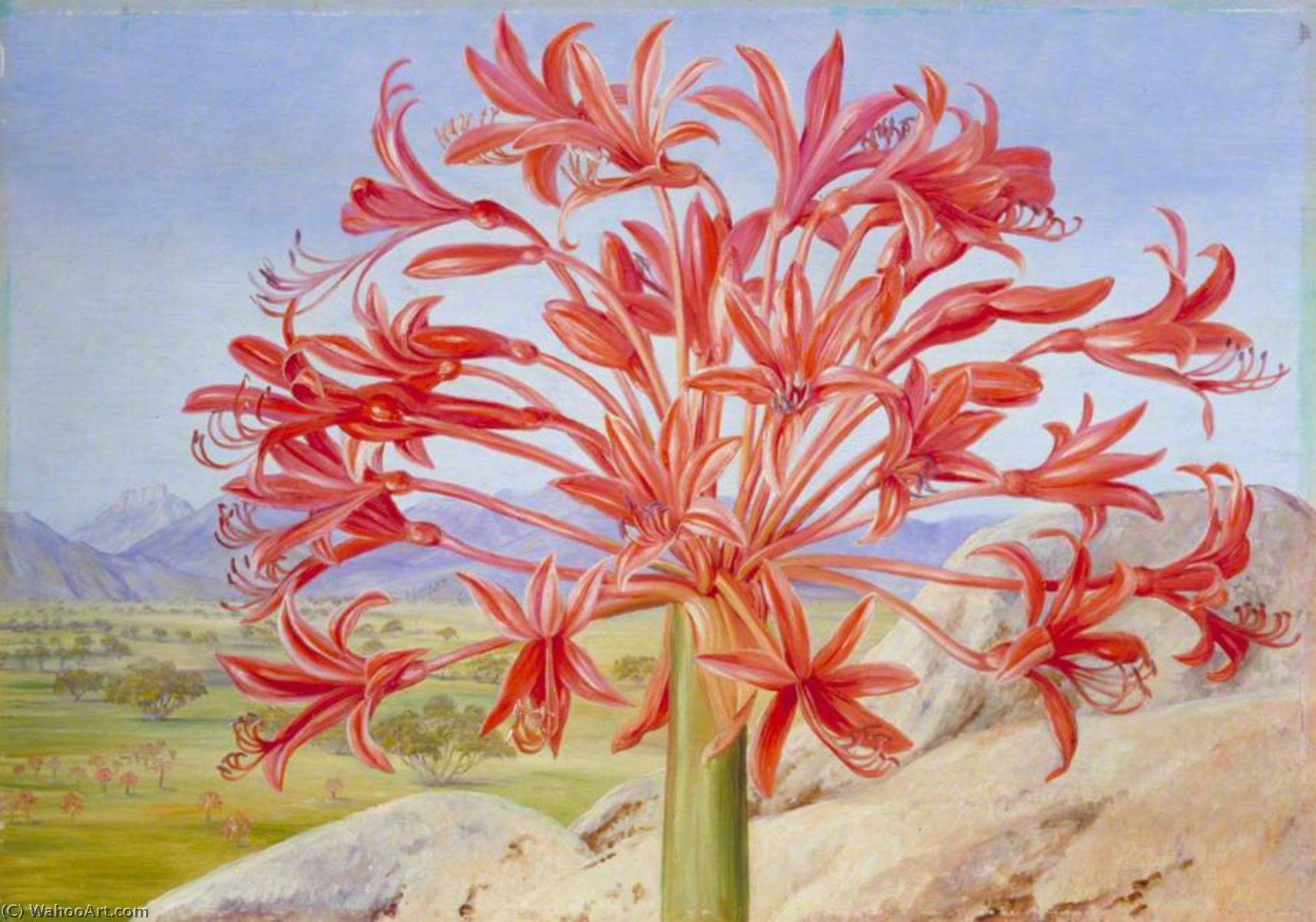 Brunsvigia Multiflora Nahe Queenstown, Südafrika — Marianne North