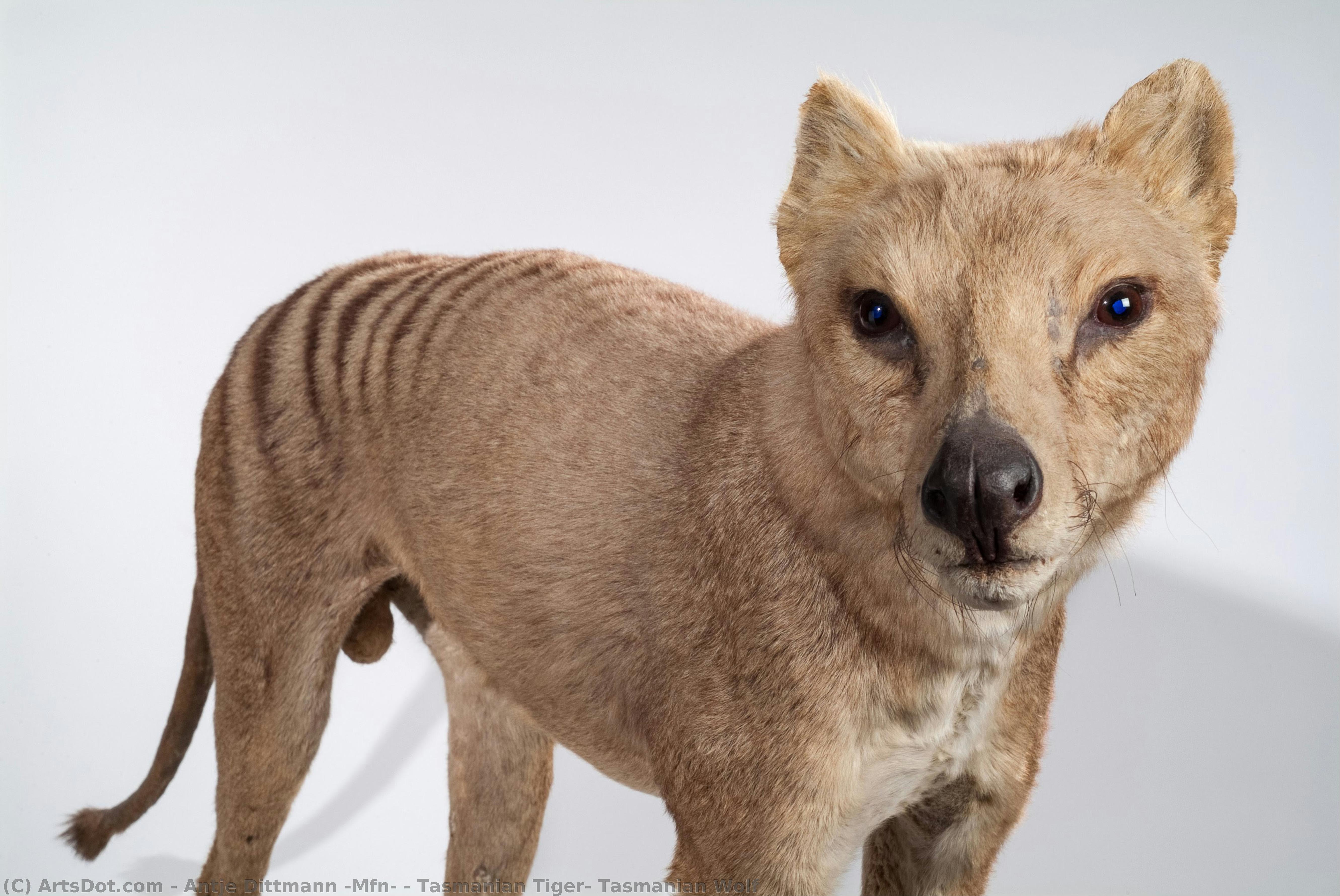 Tasmanian Tiger, Tasmanian Wolf — Antje Dittmann (mfn)