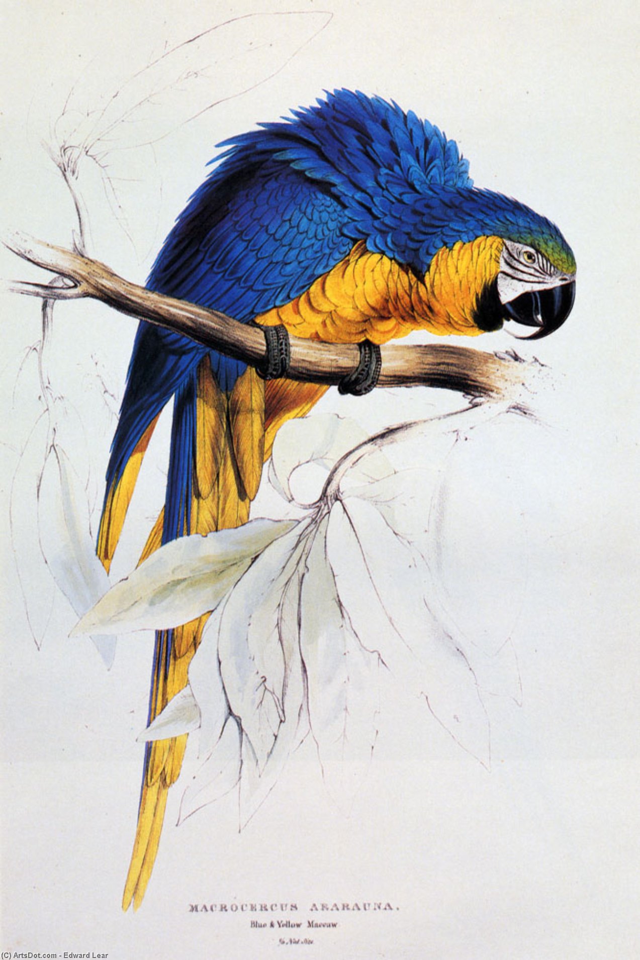 Blue And Yellow Macaw — Эдвард Лэр