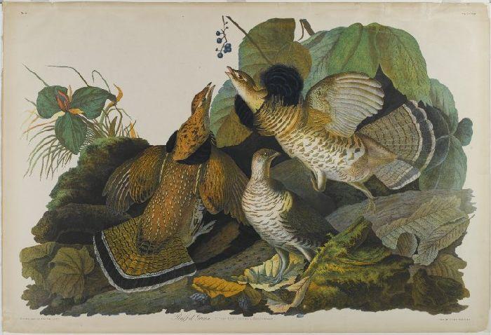Ruffed Grouse 1 — Джон Джеймс Одюбон