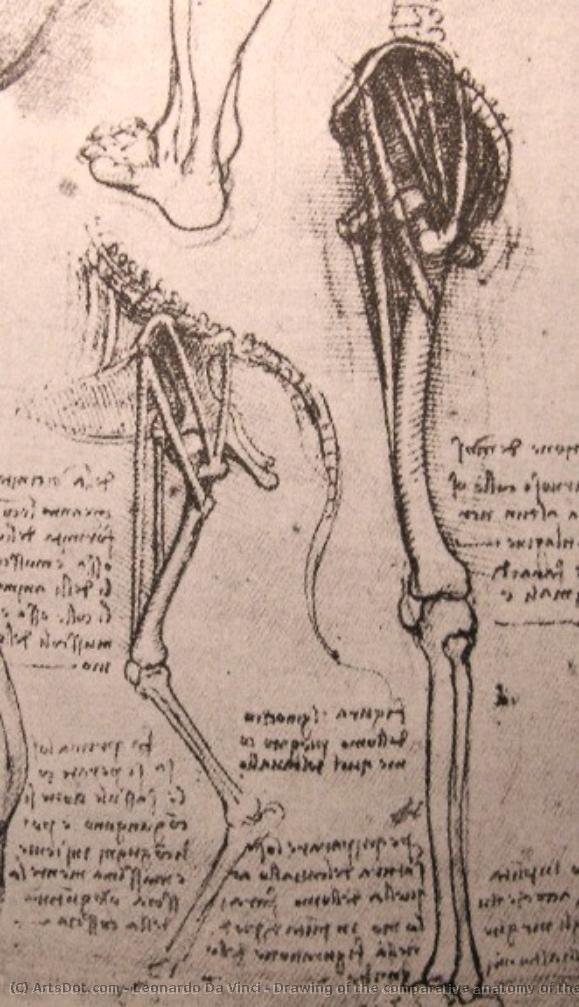 Skizze Zur Vergleichsanatomie Von Menschlichen Und Hundschen Beinen — Leonardo Da Vinci