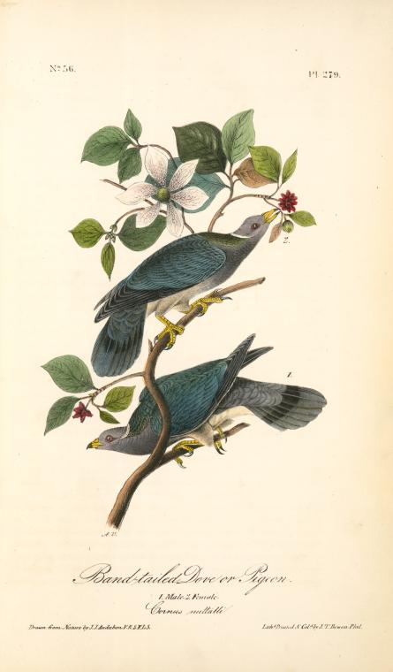 Band-tailed Dove, Or Pigeon. 1. Male. 2. Female — John James Audubon