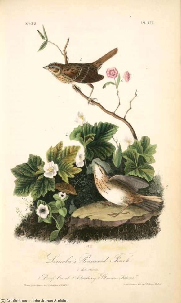 Lincoln's Pinewood Finch. 1. Male. 2. Female. (1. Dwarf Cornel. 2. Cloudberry. 3. Glaucous Kalmia.) — John James Audubon