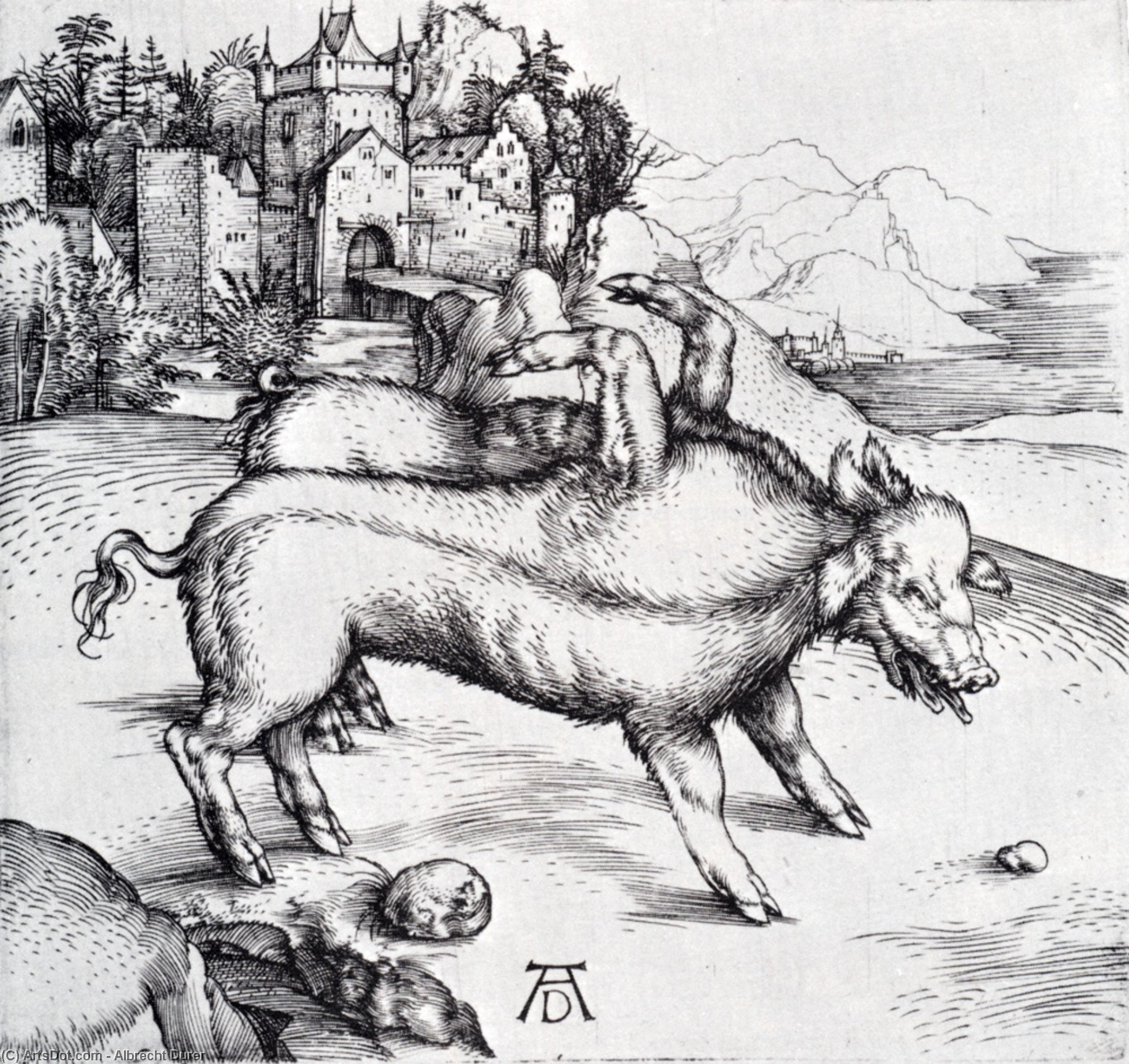 Monstrous Hog Of Landser — Albrecht Dürer