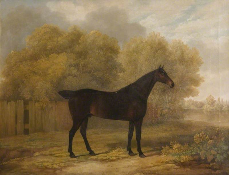 Dark Bay Stallion — James Barenger