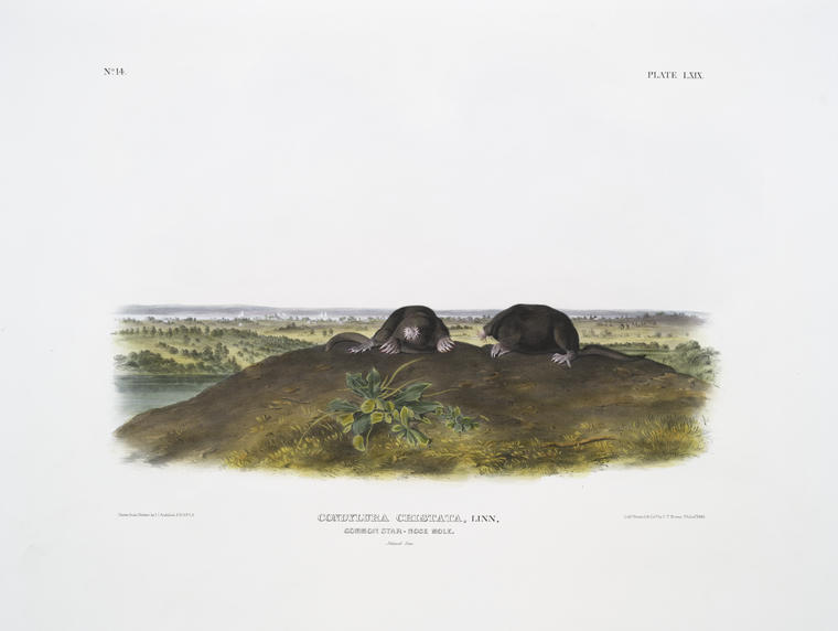 Condylura Cristata, Common Star-nose Mole. Natural Size — John James Audubon