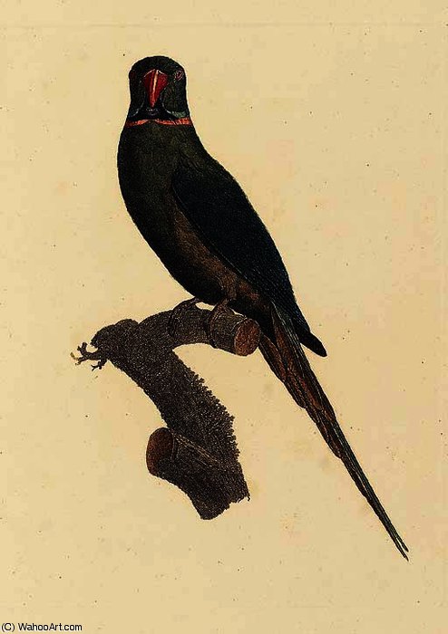 Mauritius Parakeet — Жак Баррабан