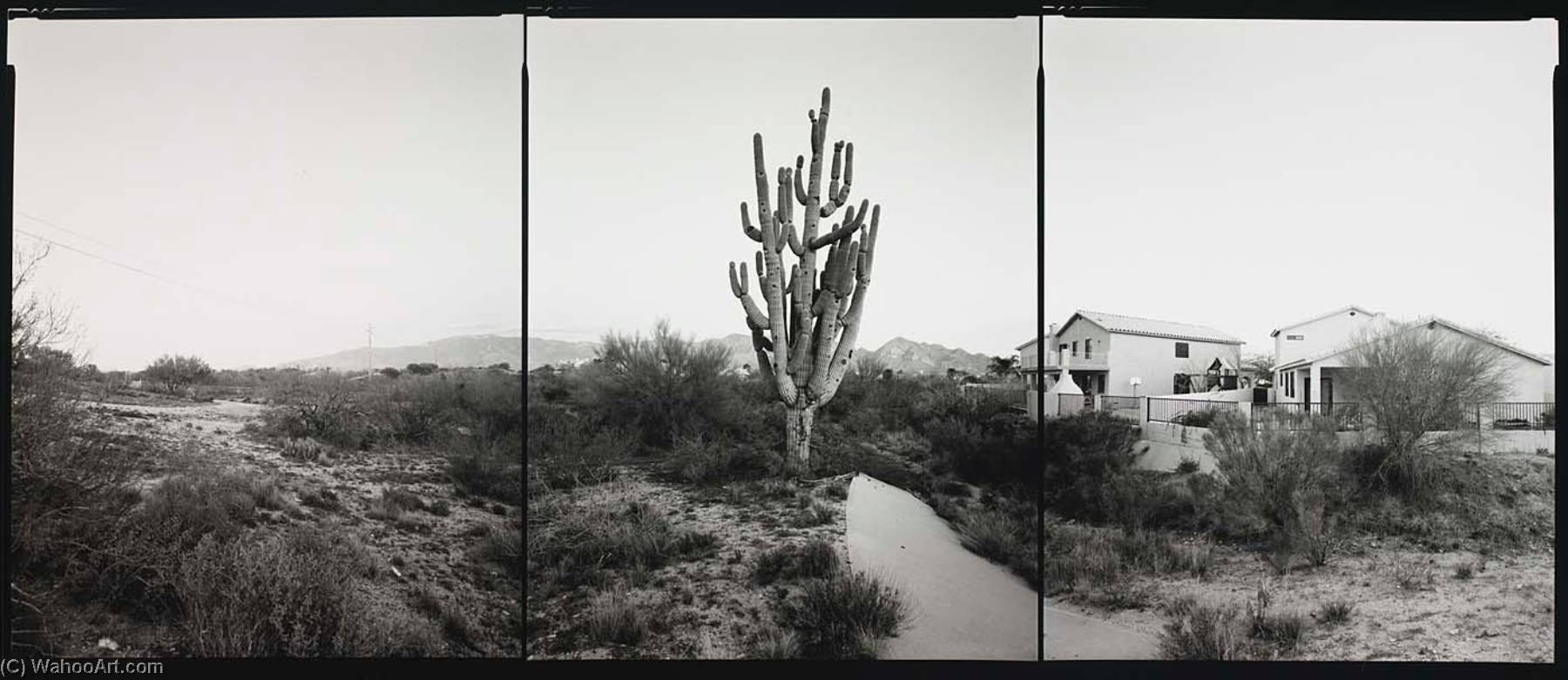 National Champion Saguaro, Arizona, 2001 — Barbara Bosworth