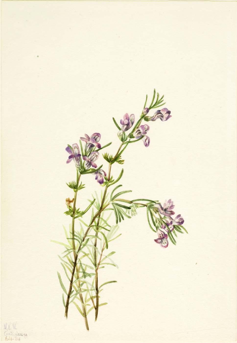 Conradina Verticillata — Mary Vaux Walcott