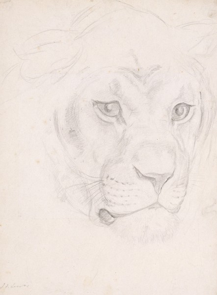 Head Of A Lioness 1 — John Frederick Lewis
