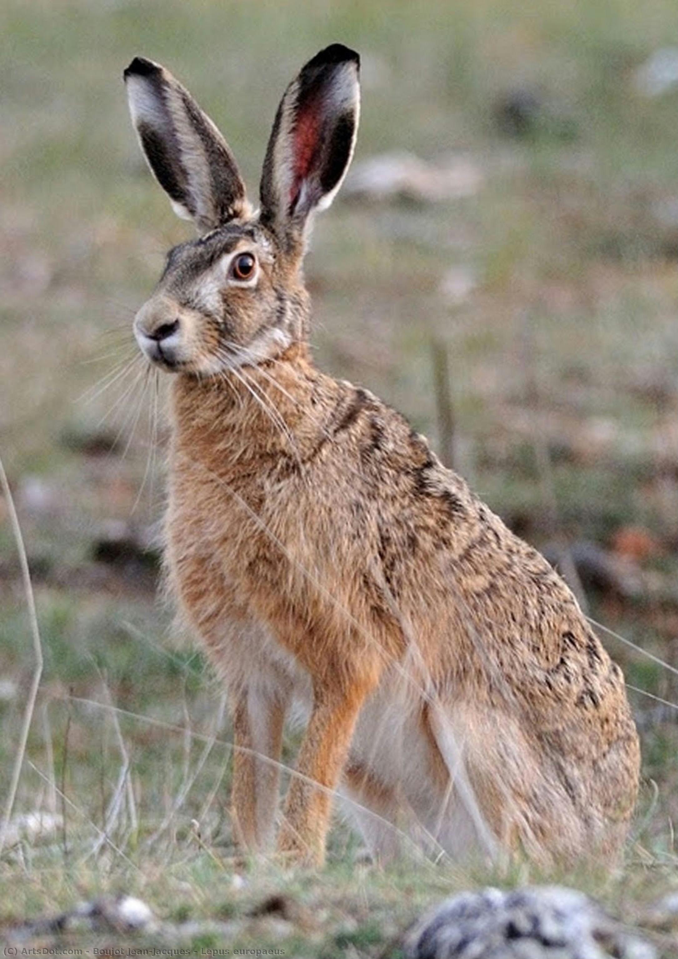 Lepus Europaeus — Boujot Jean-jacques