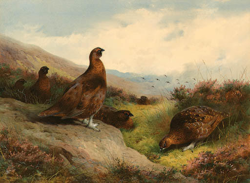 Autumn Glory. Red Grouse On The Scottish Moors — アーチボルド・ソーバーン