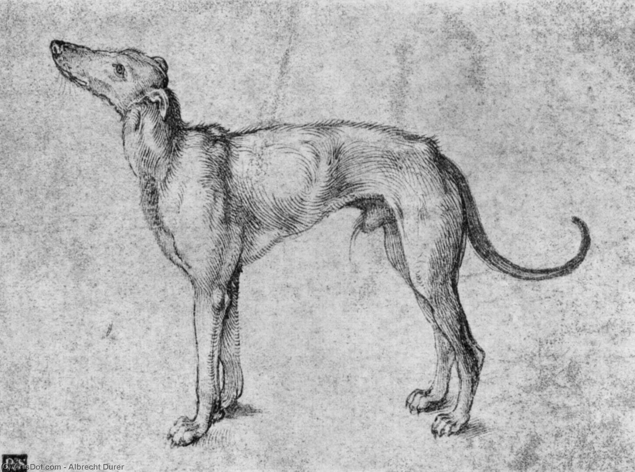 Galgo — Albrecht Dürer