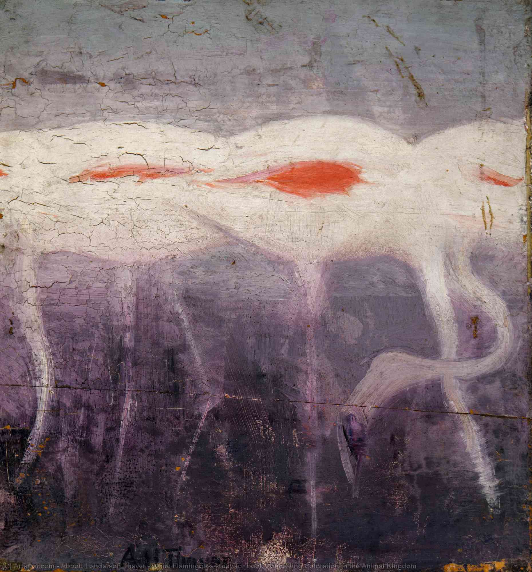 White Flamingoes, Study For Book Concealing Coloration In The Animal Kingdom — Abbott Handerson Thayer