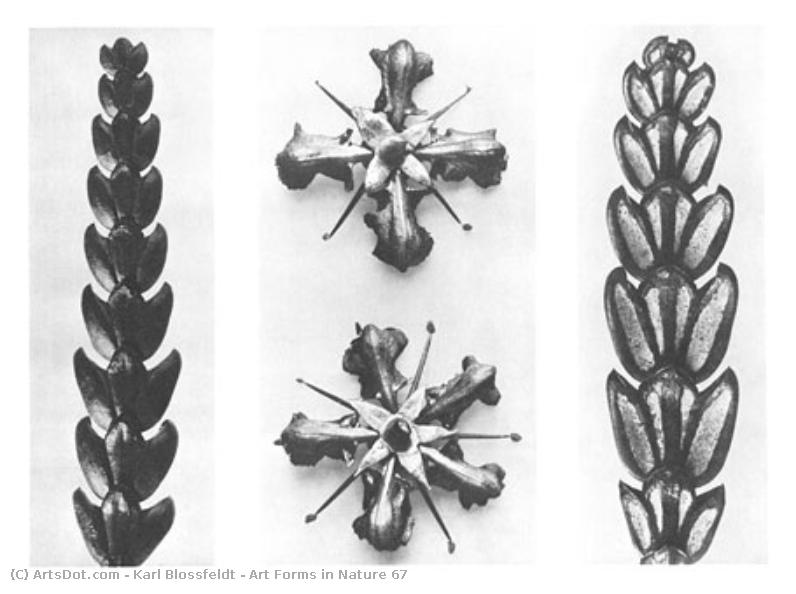 Art Forms In Nature 67 — Karl Blossfeldt
