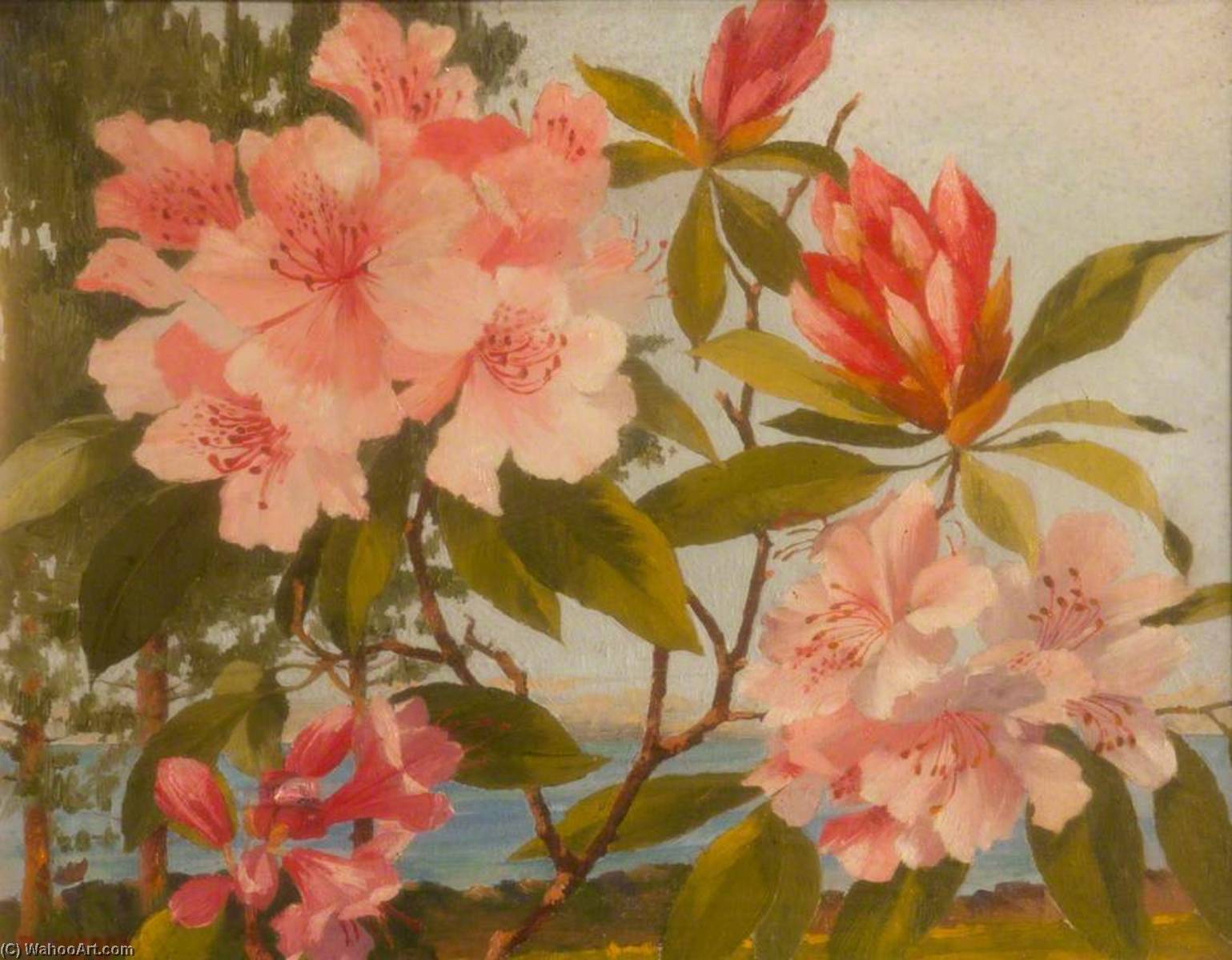 Rhododendrons — Robert John Woods