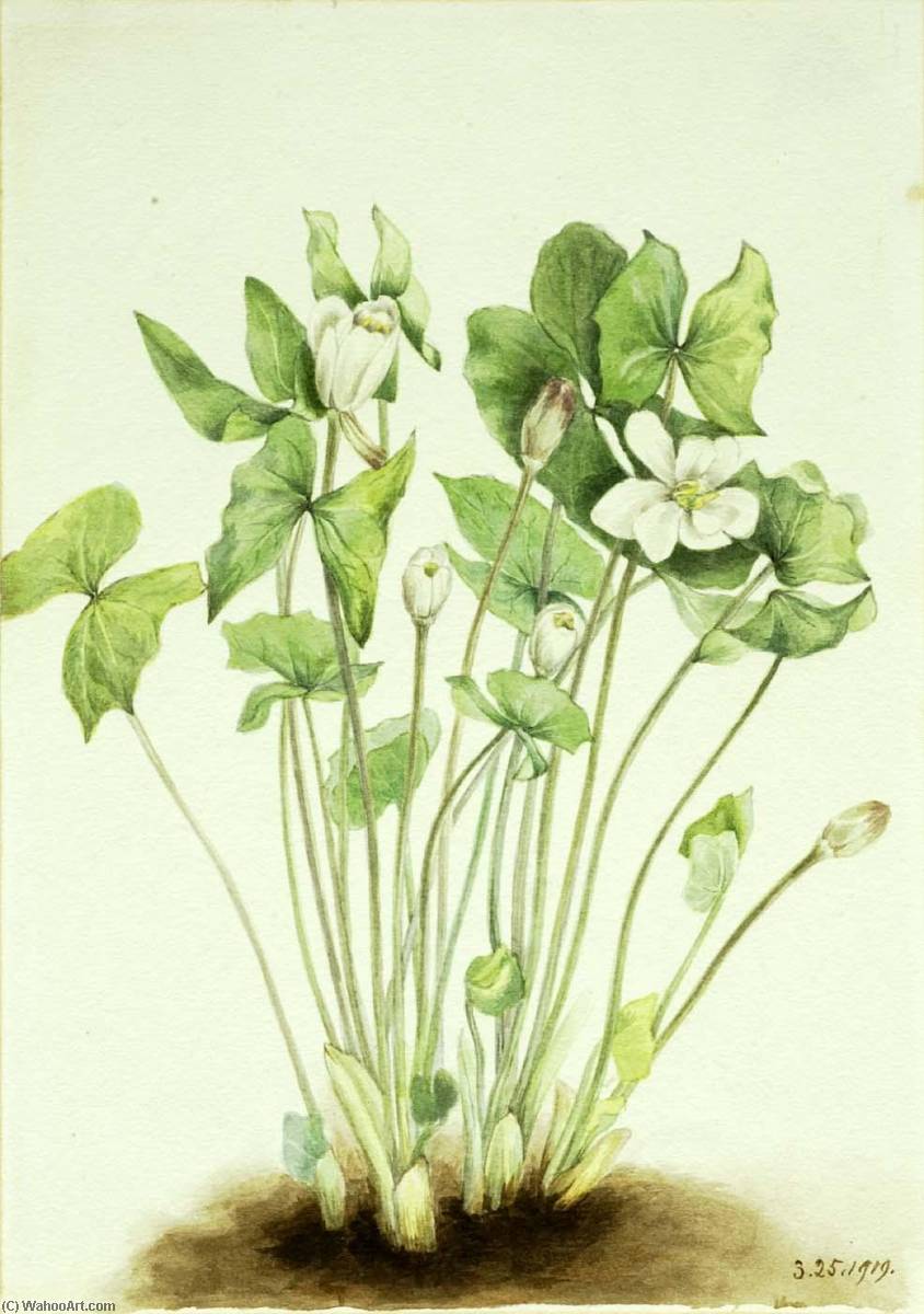 Twinleaf (jeffersonia Diphylla) — Mary Vaux Walcott