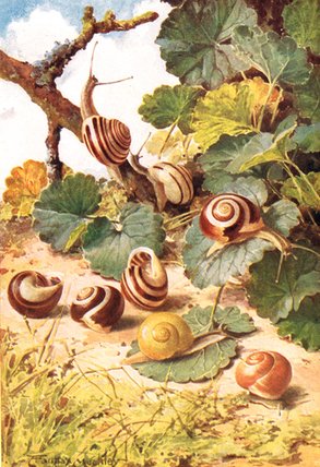 Land Snails — Louis Fairfax Muckley